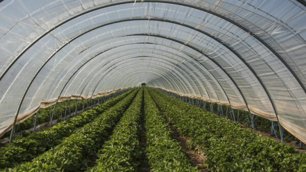 Little Leaf Farms Expansion Awarded State Grant