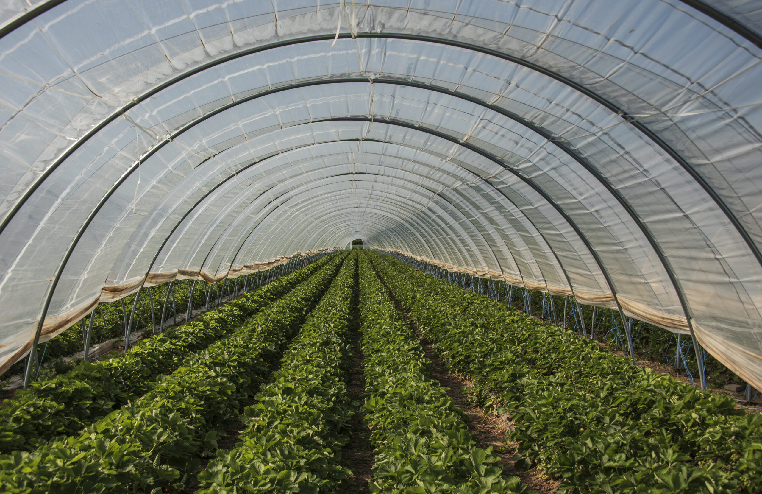 Little Leaf Farms Expansion Awarded State Grant Senator Argall