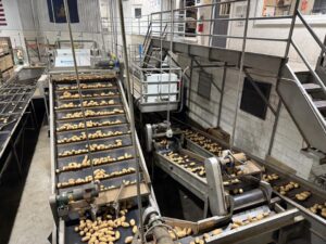 Potatoes on a conveyor belt