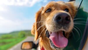 A golden retriever sticks its head out of a car window on a sunny day.