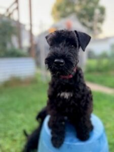 A picture of Sen. Argall’s puppy, Rufus.