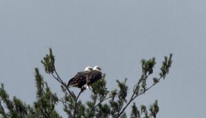 two Bald Eagles overlooking Locust Lake.